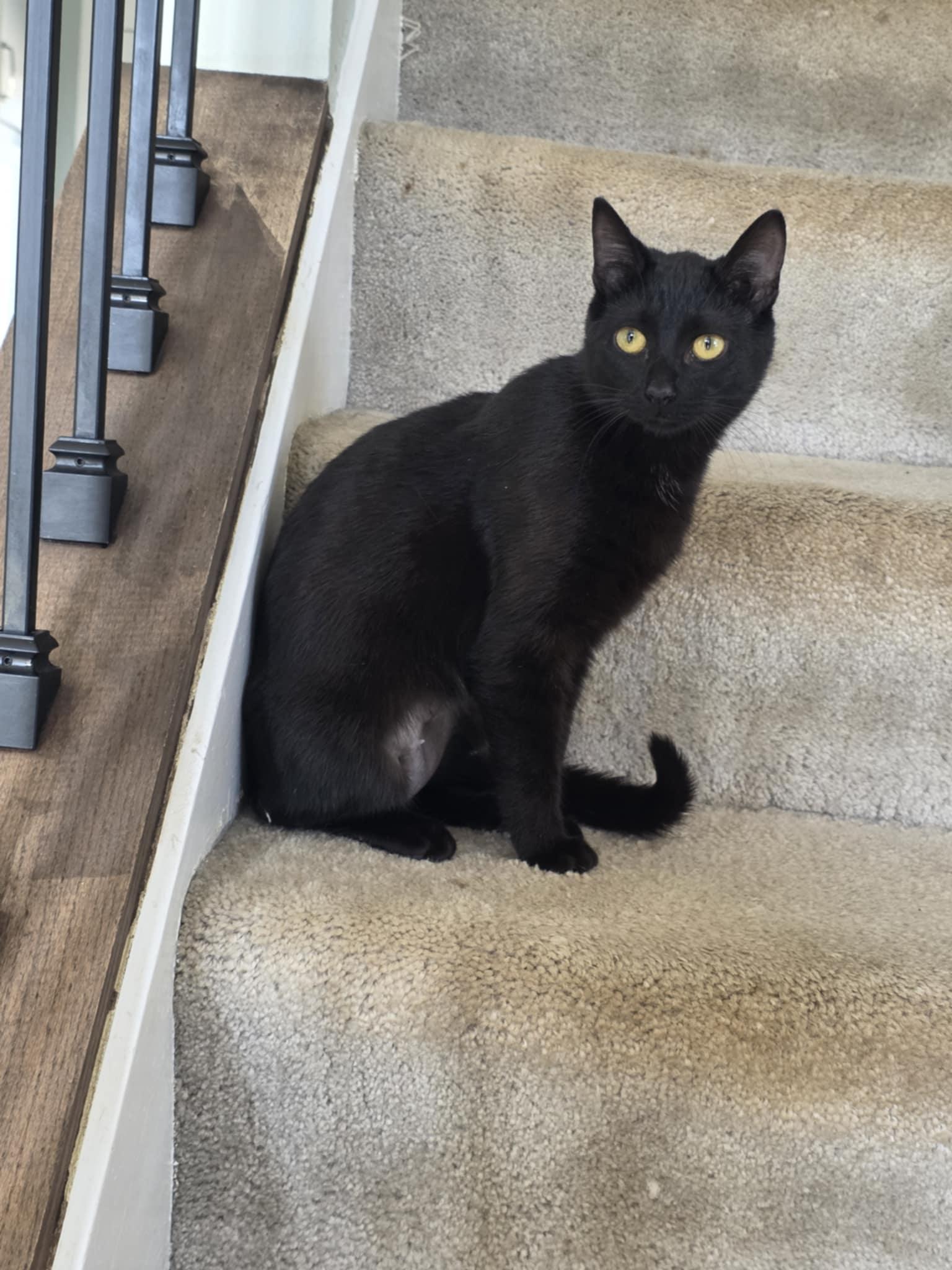 Enlarge Ida, a ADOPTABLE Domestic Short Hair in East Lansing, MI image 2/2