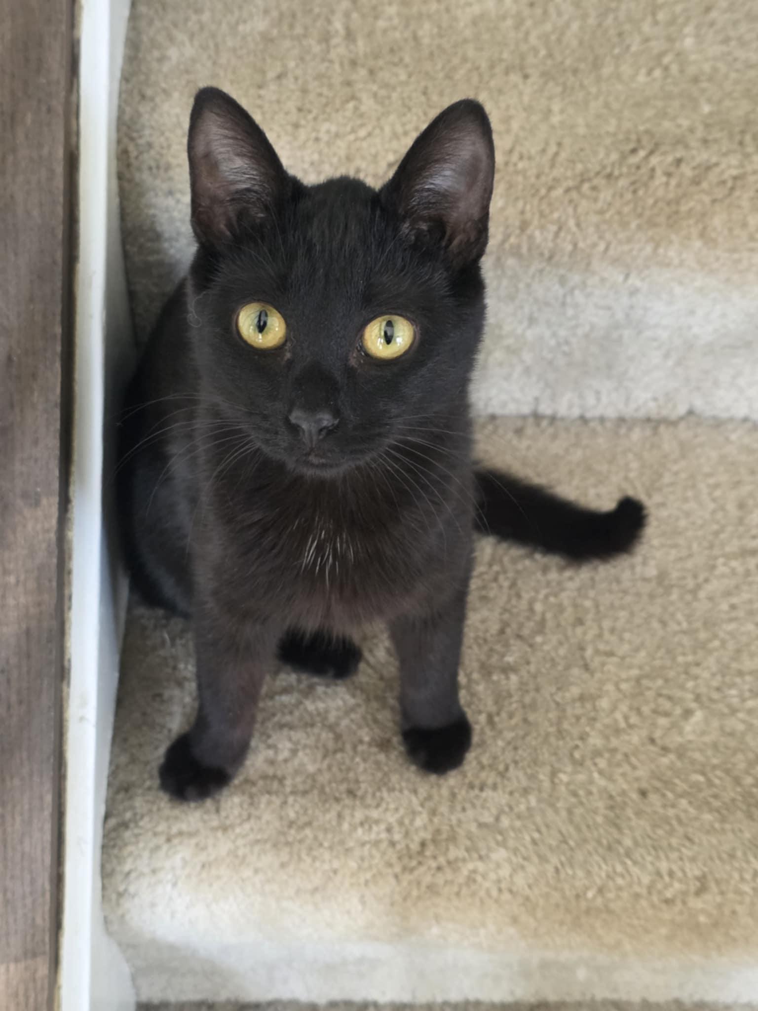 Ida, ADOPTABLE, Kitten Female Domestic Short Hair.