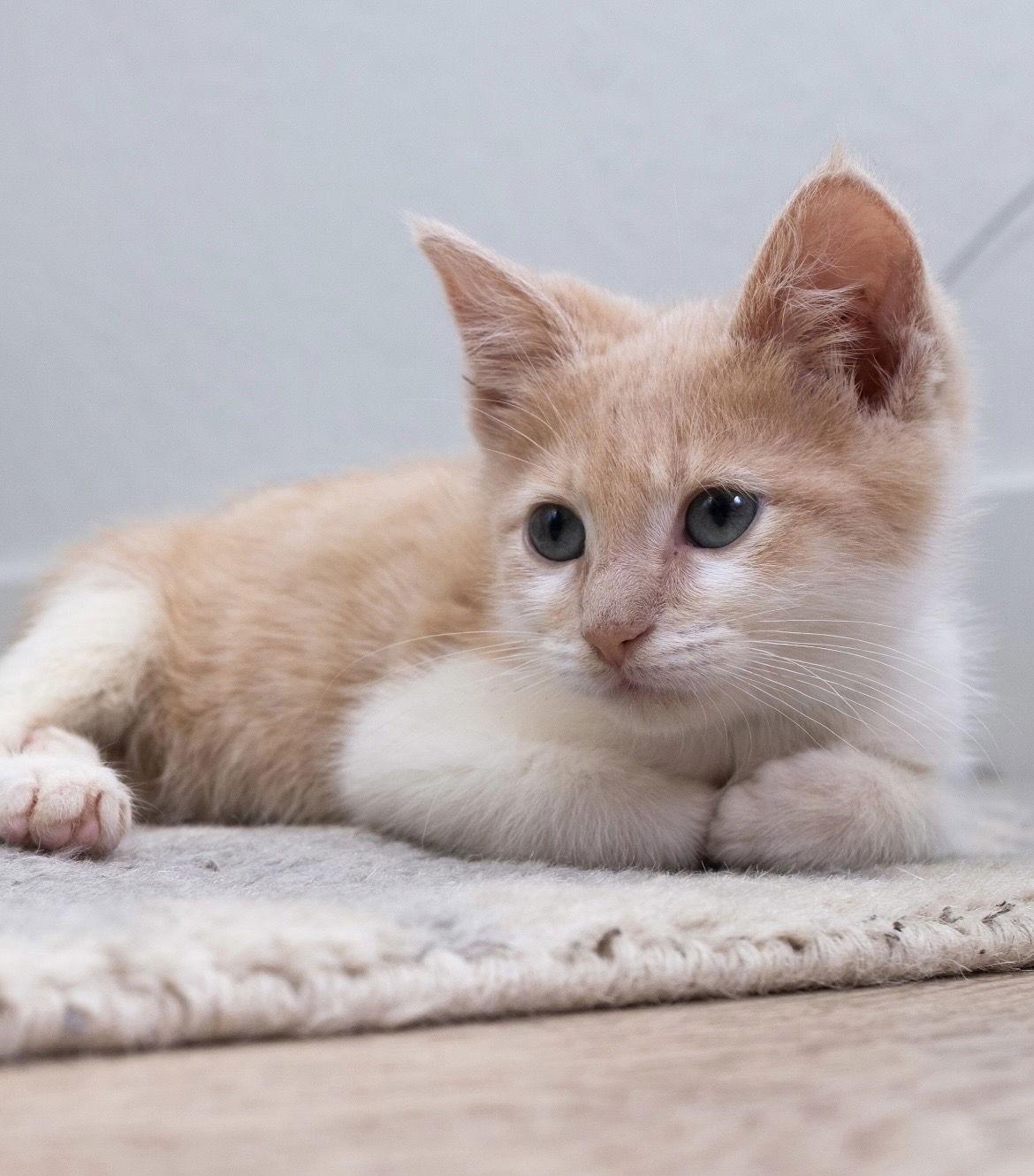 Enlarge Ennui, a Adoptable mixed breed in Campbell, CA image 1/3