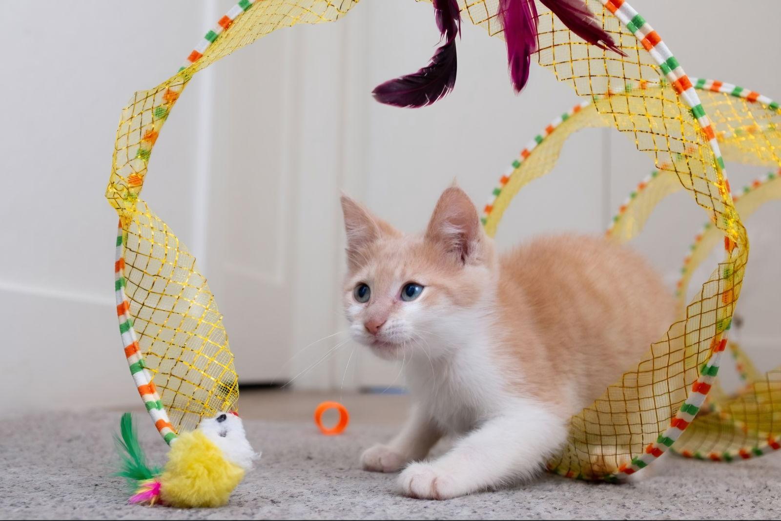 Enlarge Ennui, a Adoptable mixed breed in Campbell, CA image 2/3