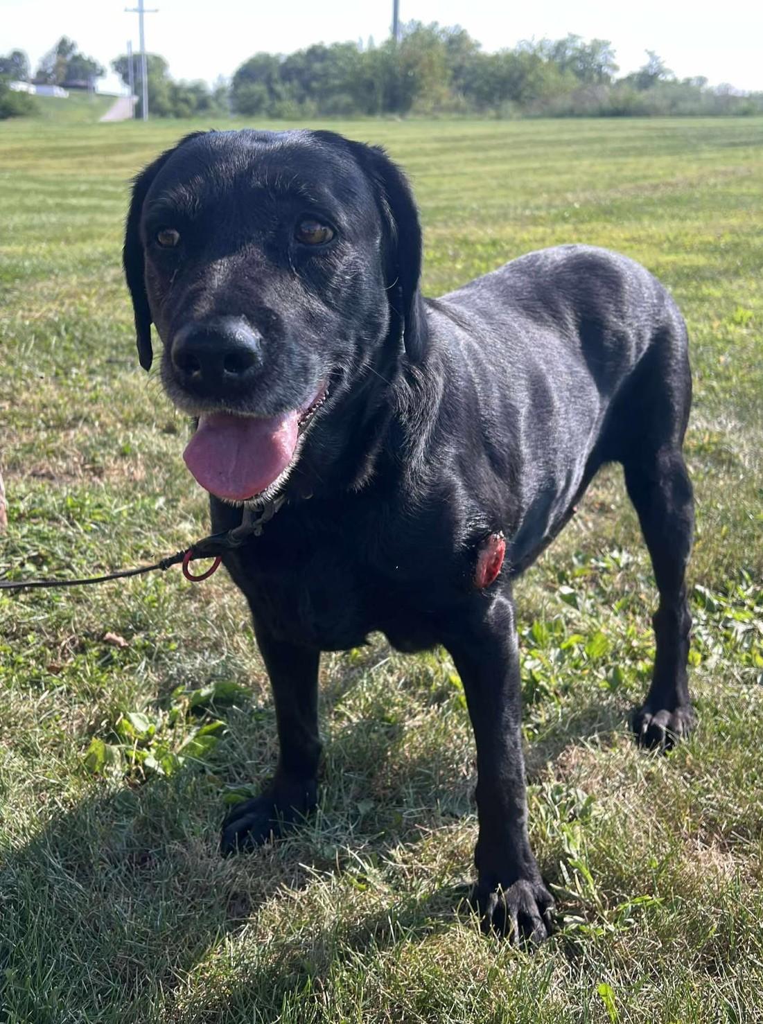 Betty (Obedience Trained)