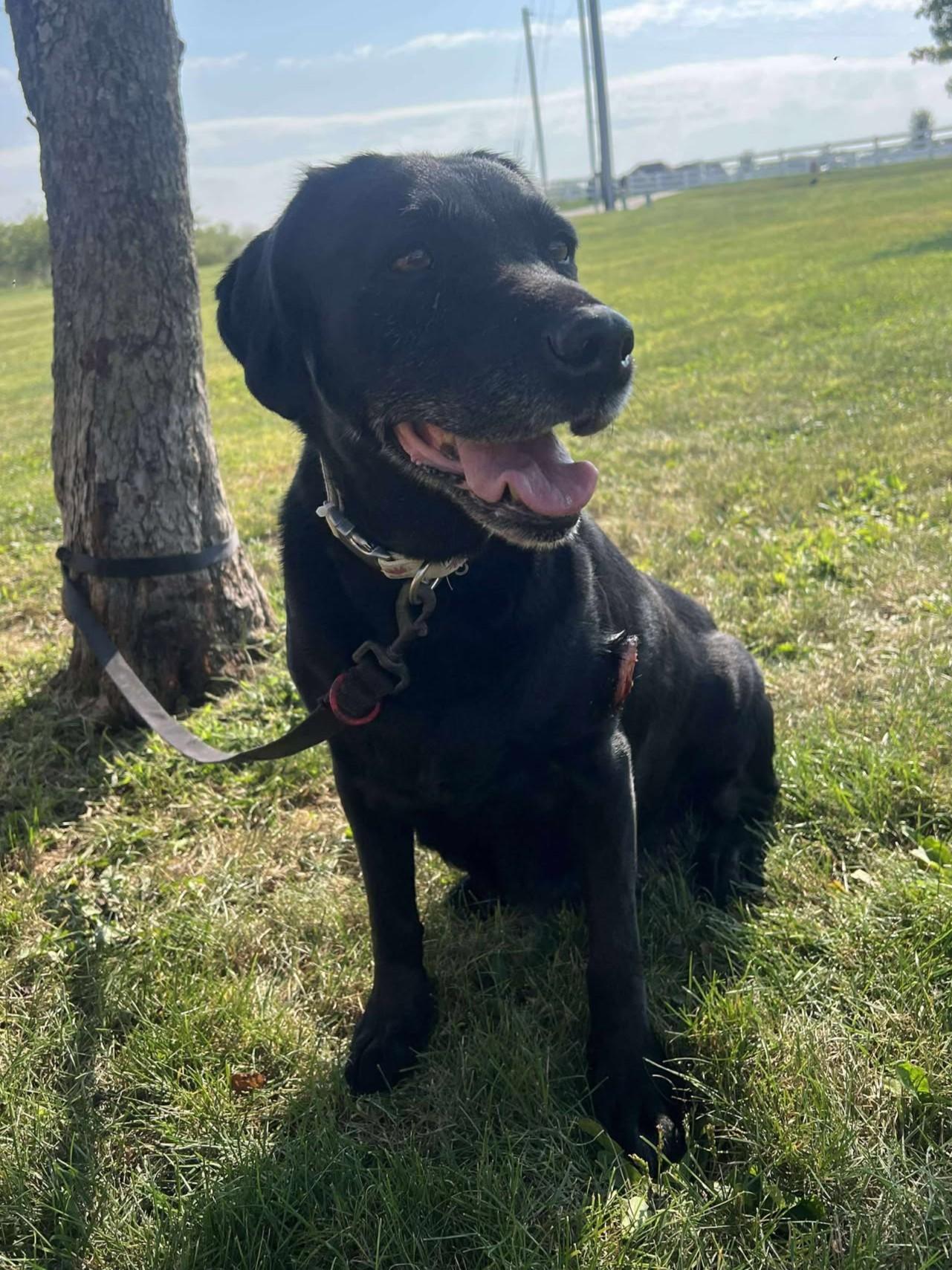Betty (Obedience Trained)
