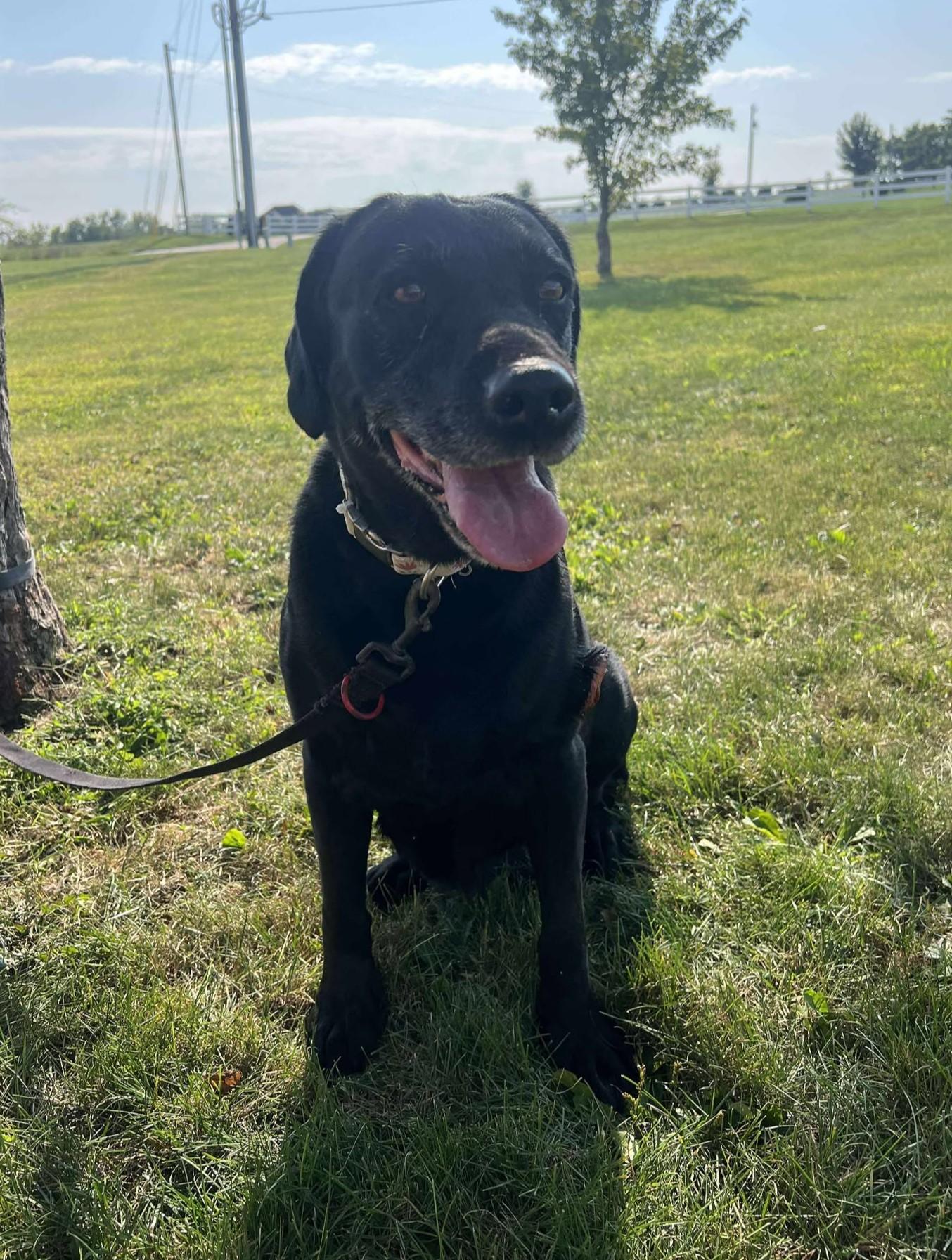 Betty (Obedience Trained)