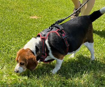 Benny the Beagle 3