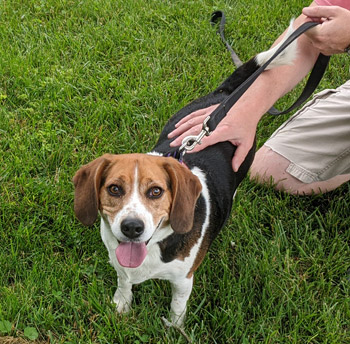 Benny the Beagle 2