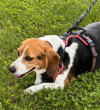 Benny the Beagle 4