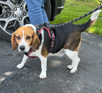 Benny the Beagle 6