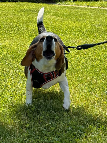 Benny the Beagle 5