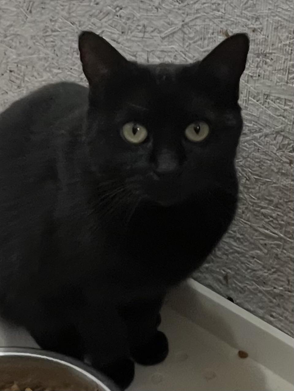 Enlarge Saoirse, a Adoptable Domestic Short Hair in Sneads Ferry, NC image 3/3