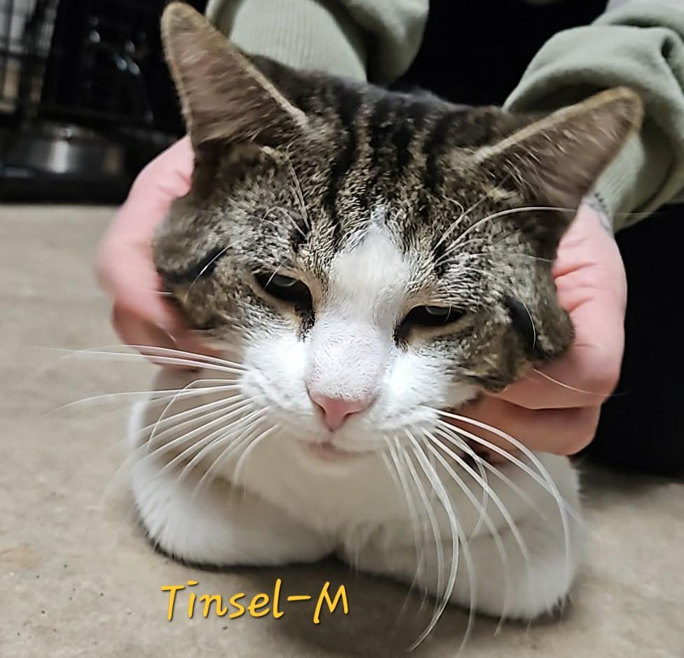 Tinsel, Adoptable, Adult Male Domestic Short Hair.