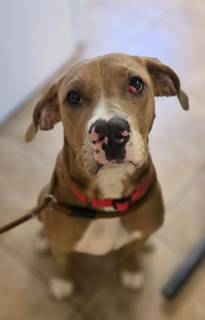 Enlarge Sam, a Adoptable mixed breed in Viroqua, WI image 1/1