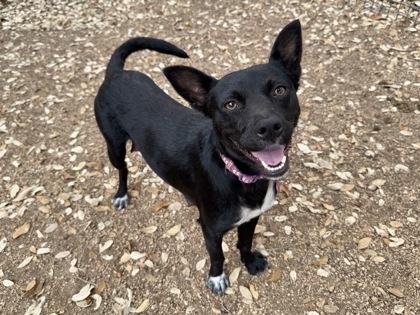 Violet, Adoptable, Adult Female Labrador Retriever & Rat Terrier.