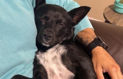 Violet, a Adoptable mixed breed in San Antonio, TX image 2/3