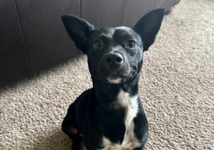 Violet, a Adoptable mixed breed in San Antonio, TX image 3/3