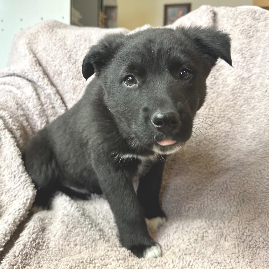 Enlarge Tempo, a Adoptable Mixed Breed in Park City, UT image 1/4