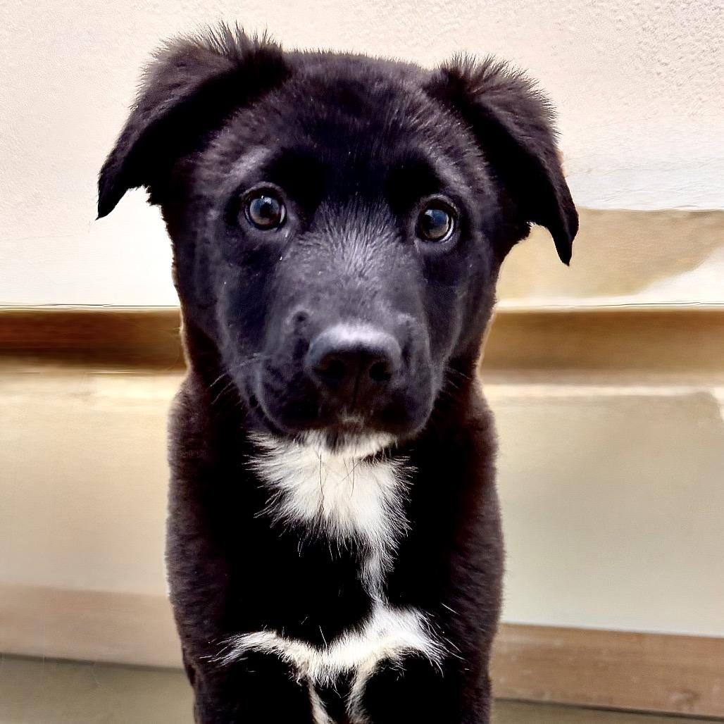 Enlarge Tempo, a Adoptable Mixed Breed in Park City, UT image 2/6