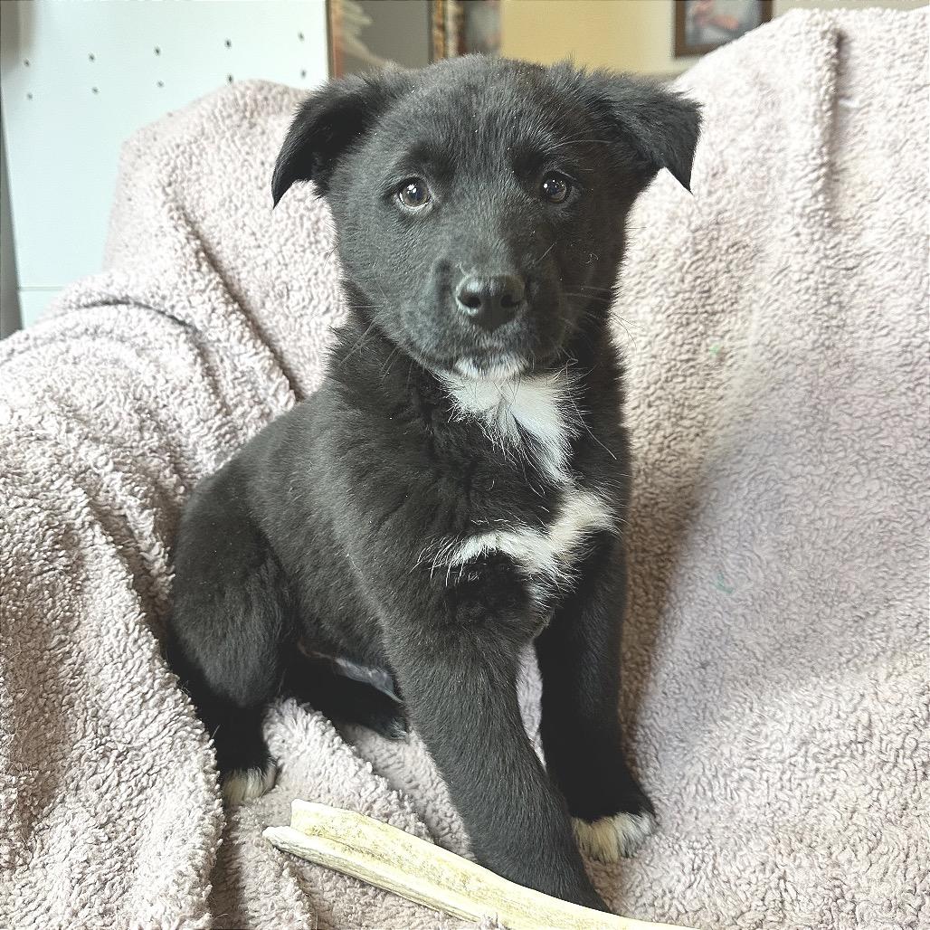 Enlarge Tempo, a Adoptable Mixed Breed in Park City, UT image 3/4