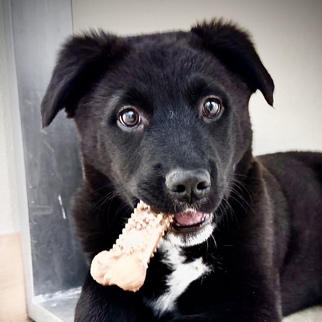 Enlarge Tempo, a Adoptable Mixed Breed in Park City, UT image 5/6