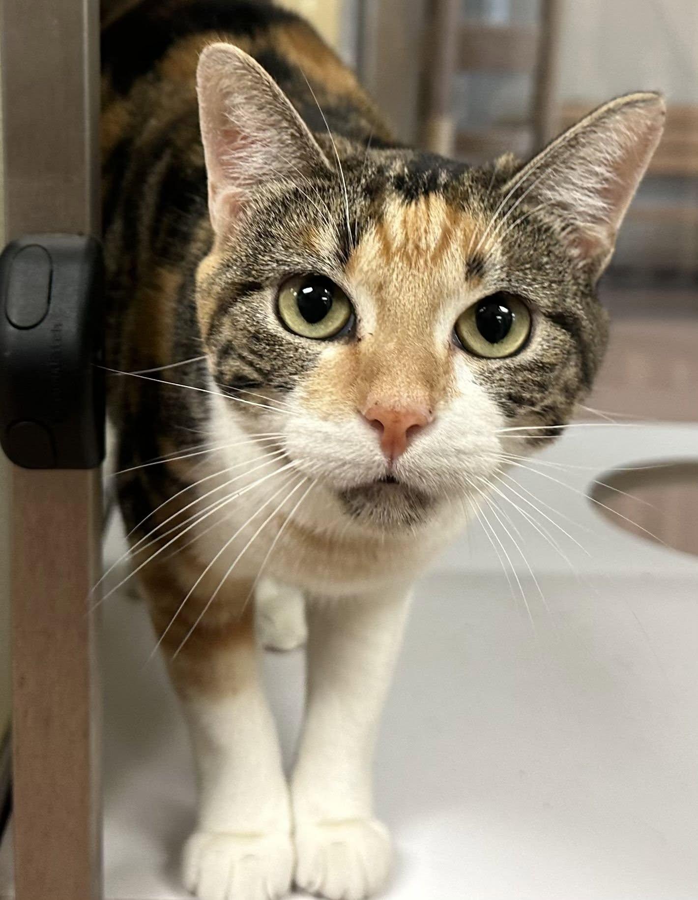 Enlarge Sunflower, a Adopted Domestic Short Hair in Alvin, TX image 2/6