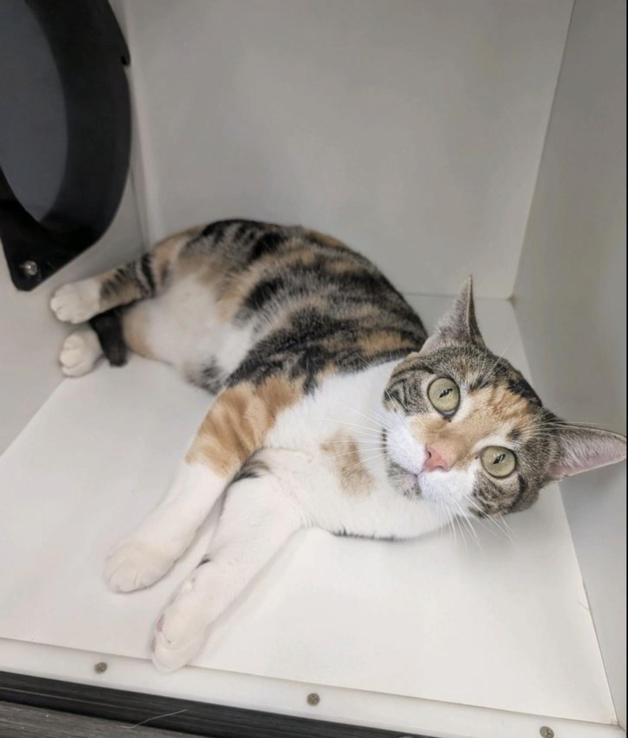Sunflower, Adopted, Adult Female Domestic Short Hair.