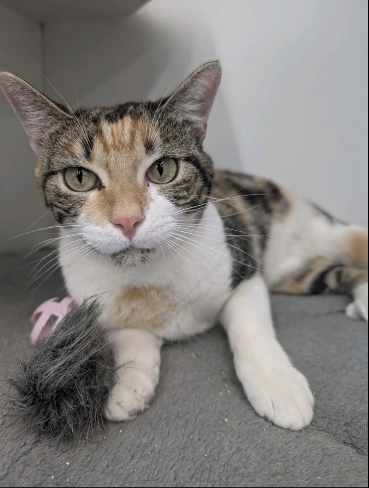 Enlarge Sunflower, a Adopted Domestic Short Hair in Alvin, TX image 4/6