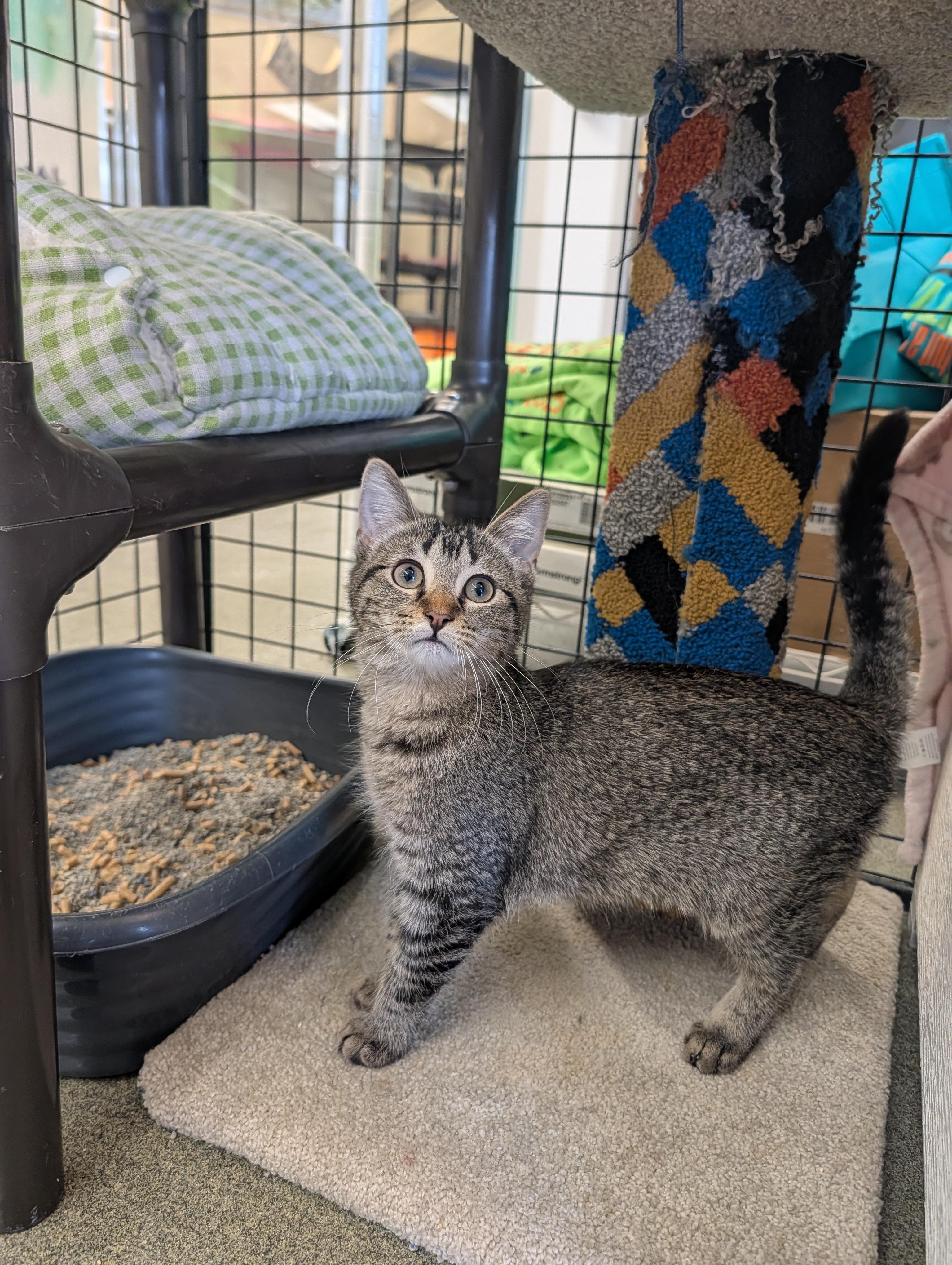 Enlarge Button, an adopted mixed breed in Mount Pleasant, MI image 2/3