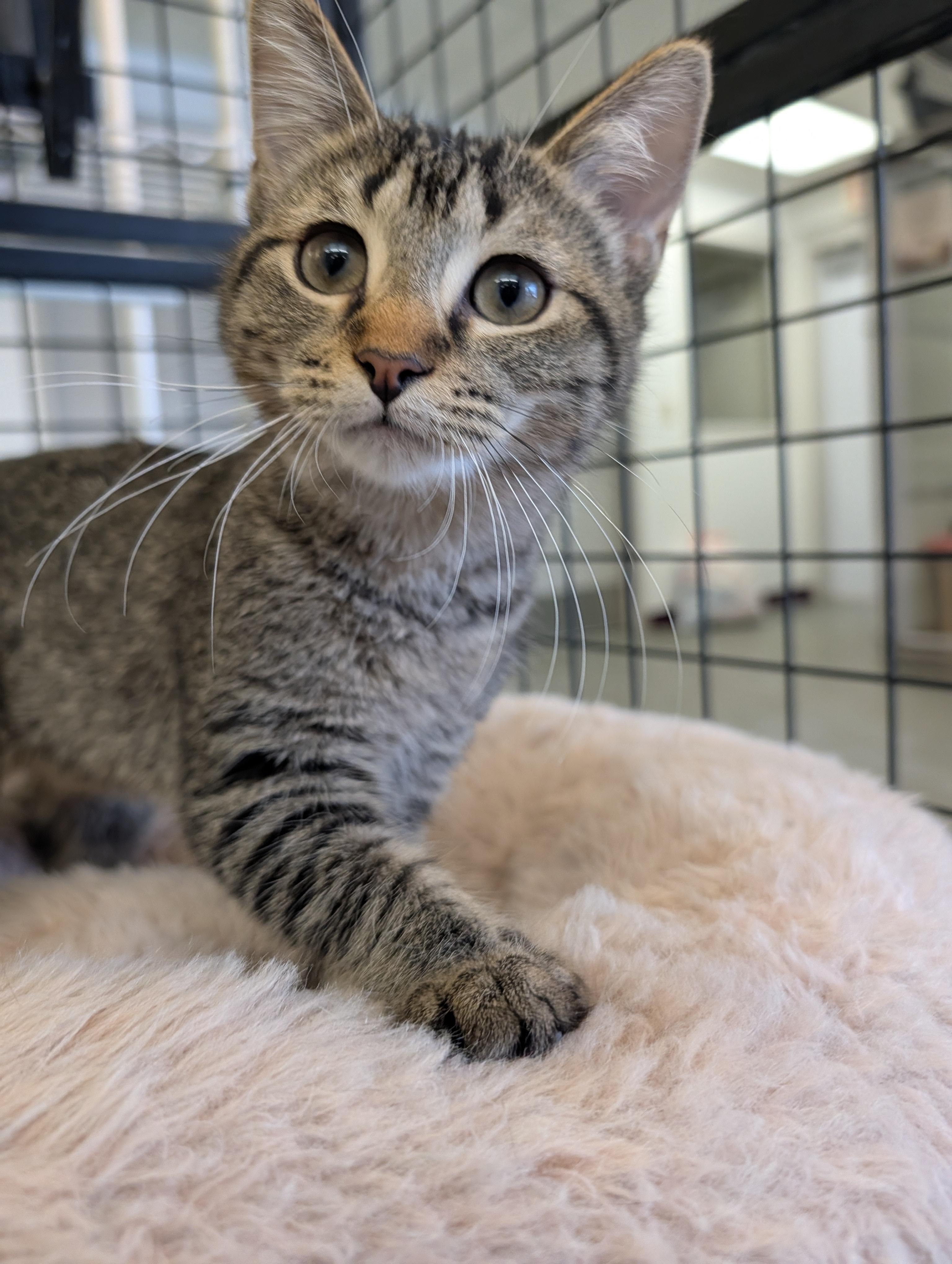 Enlarge Button, an adopted mixed breed in Mount Pleasant, MI image 1/3