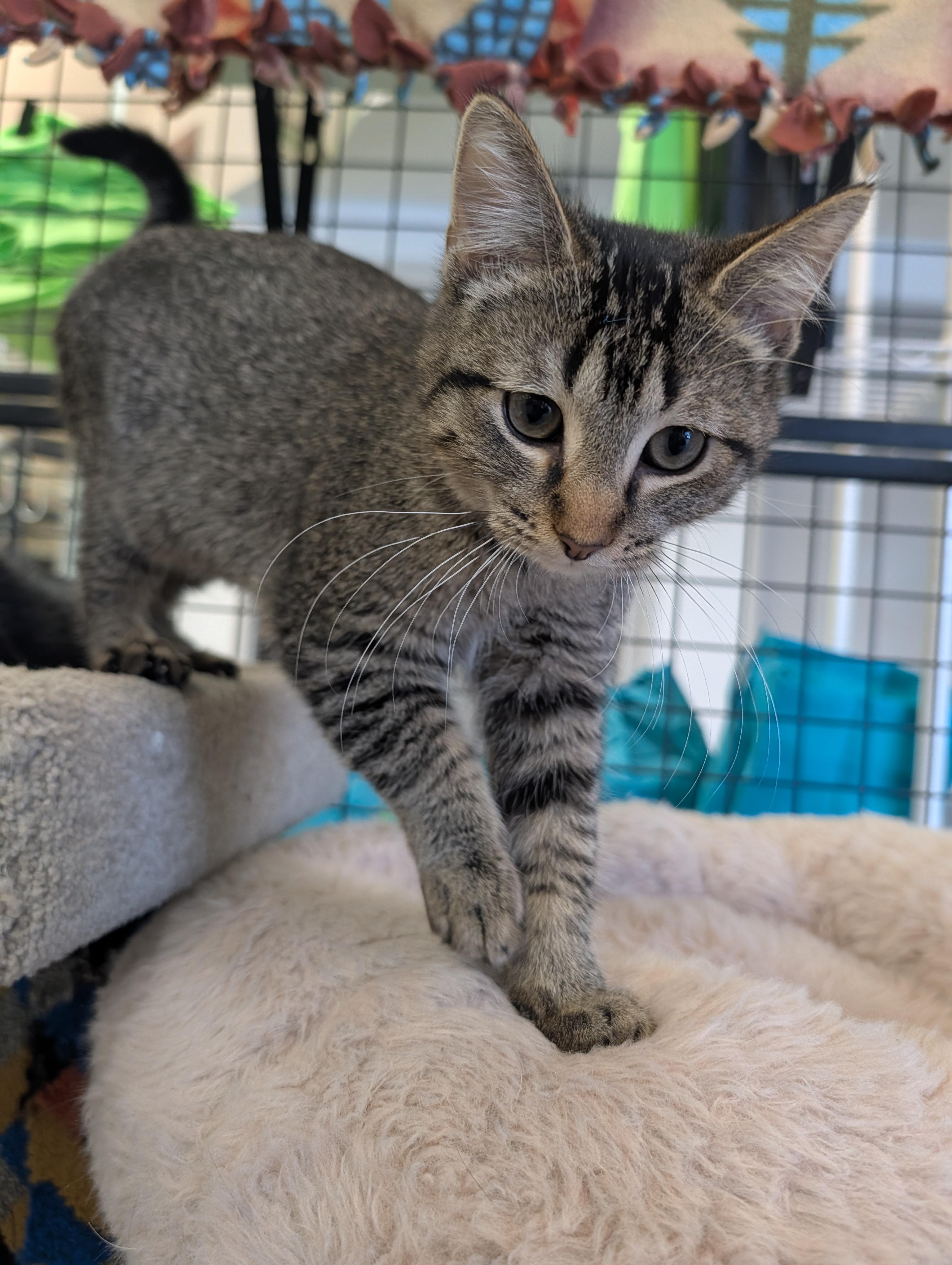 Enlarge Button, an adopted mixed breed in Mount Pleasant, MI image 3/3