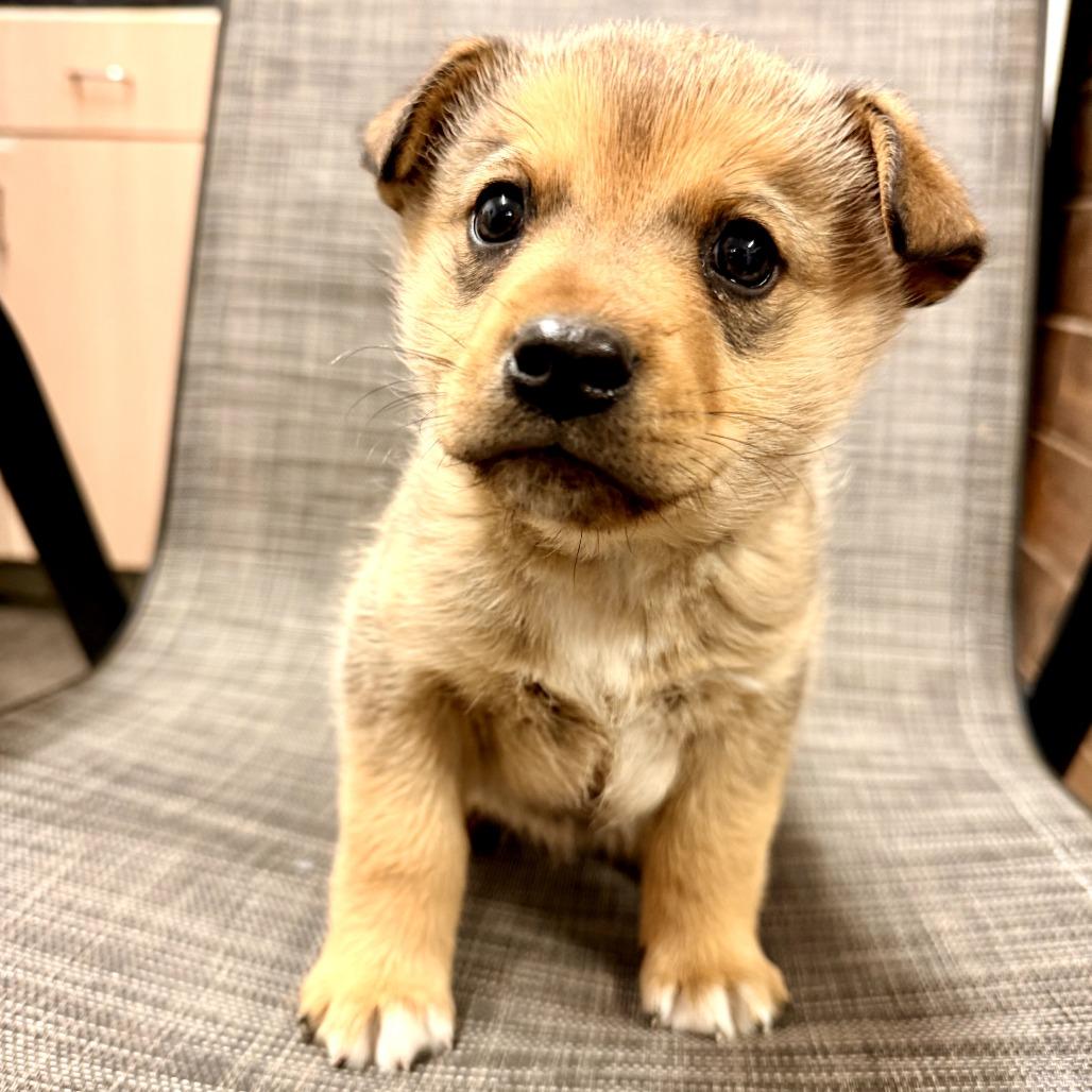 Samson — thumbnail 2