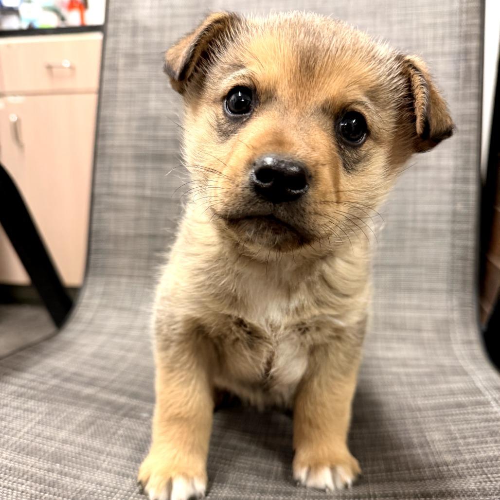 Samson — thumbnail 3