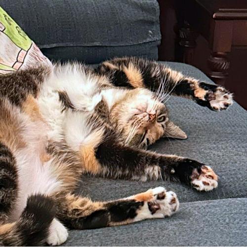 Sasha @ Fat Cat Books, adoptable, Adult Female Calico.