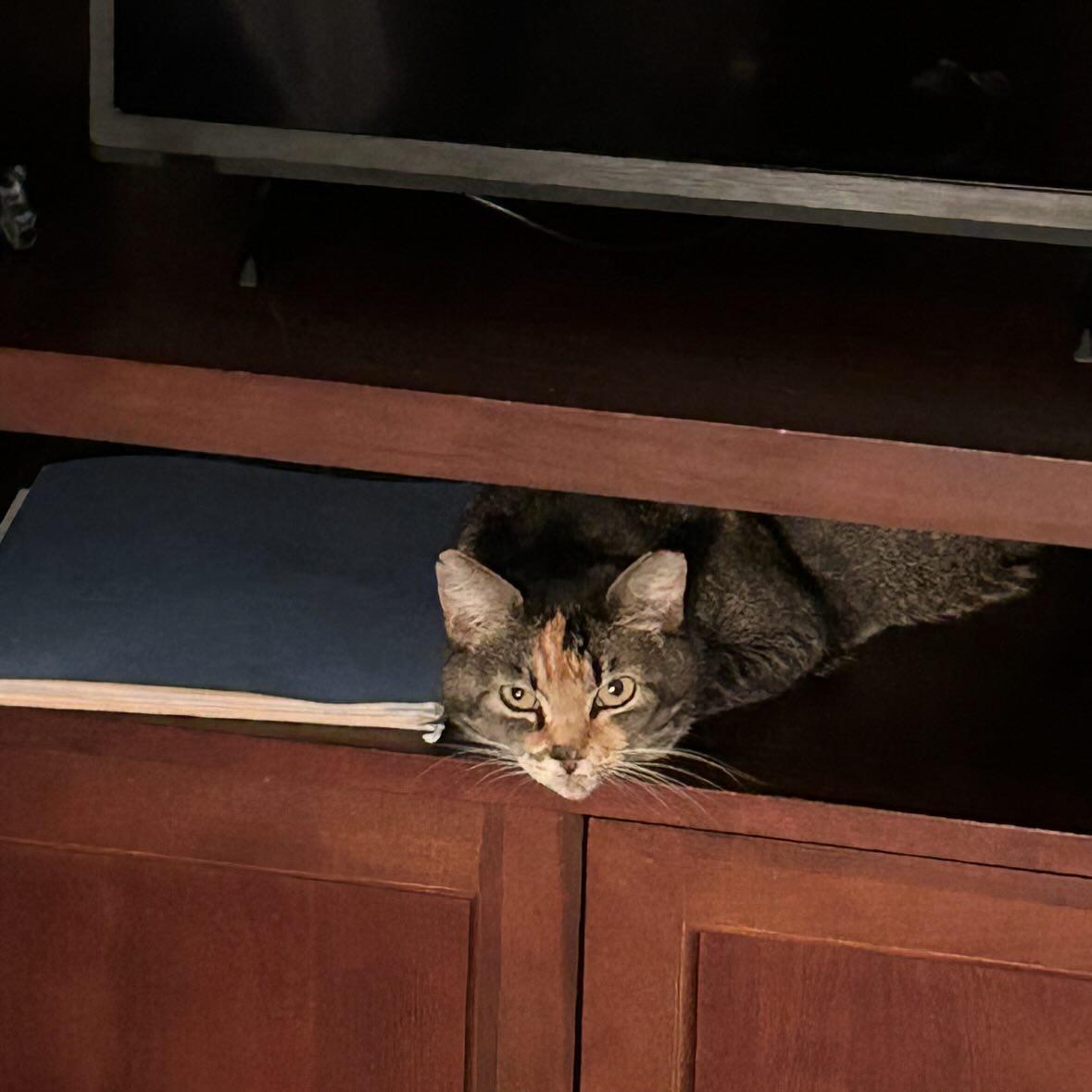 Enlarge Sasha @ Fat Cat Books, an adoptable Calico in Tallahassee, FL image 5/6