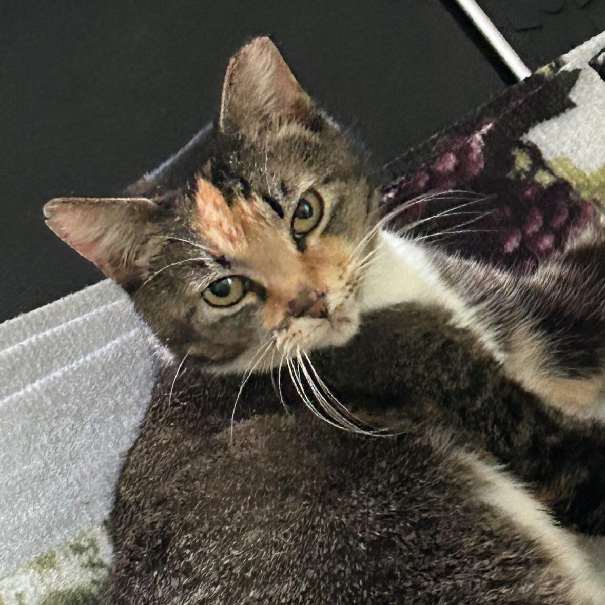 Enlarge Sasha @ Fat Cat Books, an adoptable Calico in Tallahassee, FL image 4/6