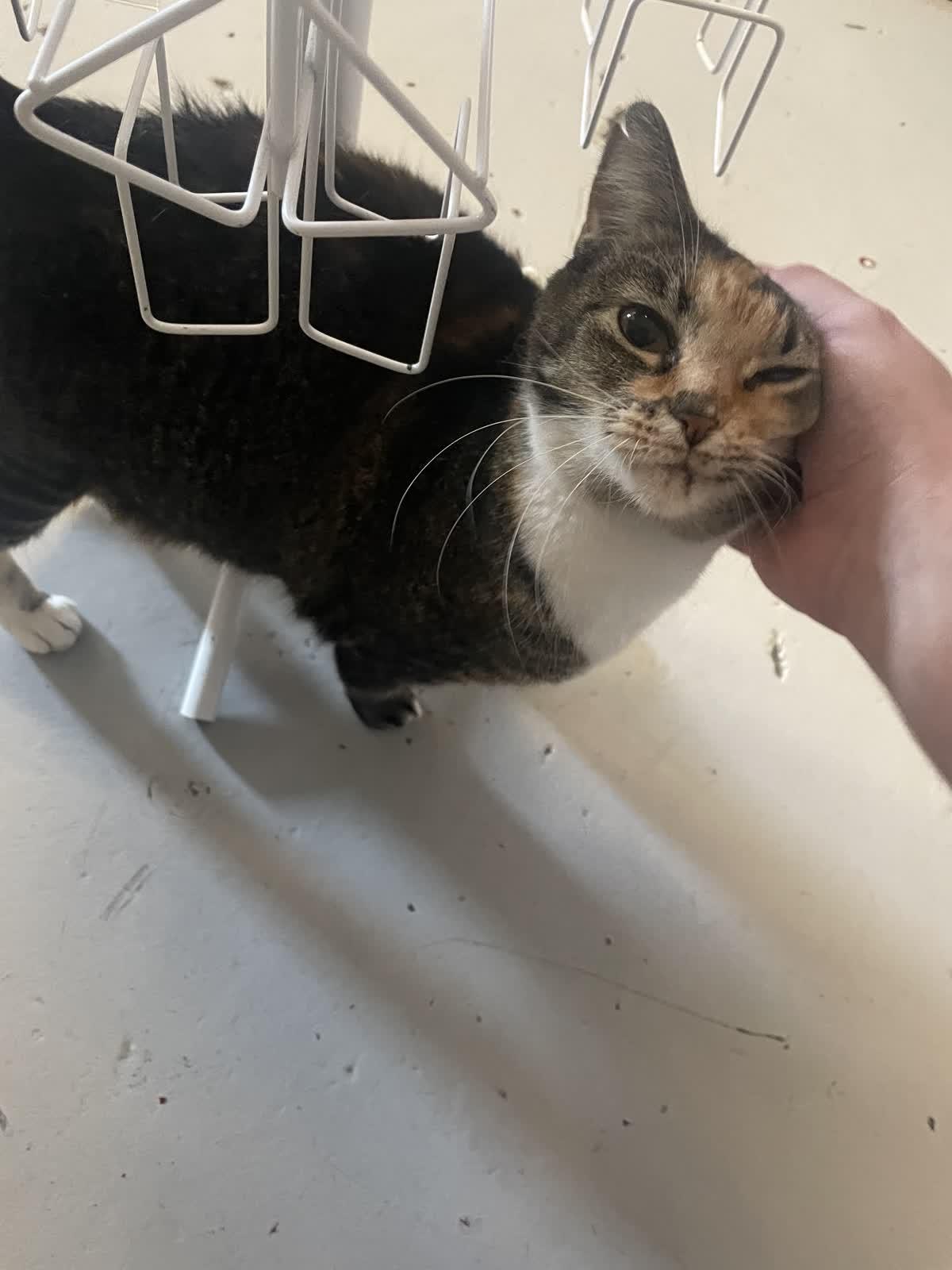 Enlarge Sasha @ Fat Cat Books, an adoptable Calico in Tallahassee, FL image 2/6