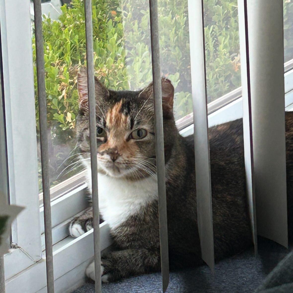 Enlarge Sasha @ Fat Cat Books, an adoptable Calico in Tallahassee, FL image 6/6