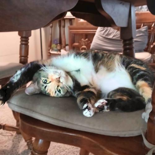 Enlarge Sasha @ Fat Cat Books, an adoptable Calico in Tallahassee, FL image 3/6