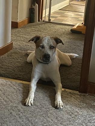 Vidor (In foster), a Adoptable mixed breed in Rhinelander, WI image 1/3