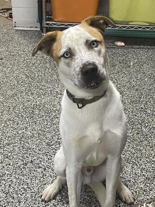 Vidor (In foster), a Adoptable mixed breed in Rhinelander, WI image 2/3