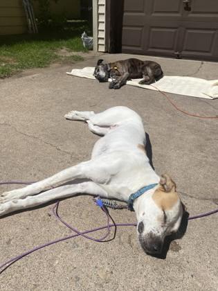 Vidor (In foster), a Adoptable mixed breed in Rhinelander, WI image 2/3