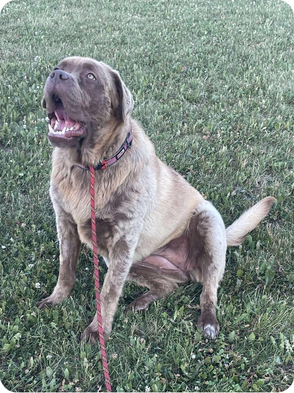 Brownie, an adoptable Mastiff, Mixed Breed in Winnipeg, MB, R3E 2Z9 | Photo Image 2