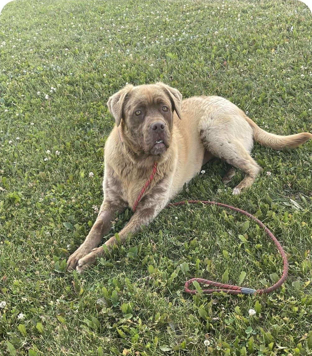 Brownie, an adoptable Mastiff, Mixed Breed in Winnipeg, MB, R3E 2Z9 | Photo Image 1
