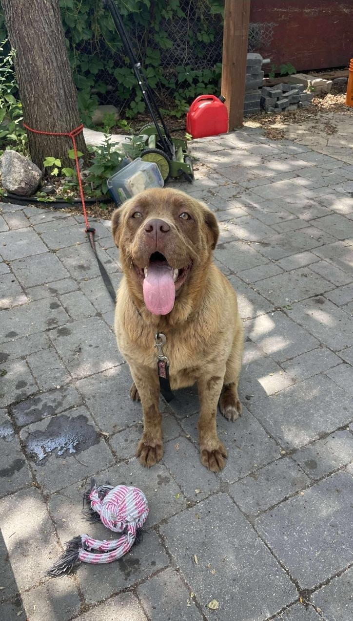 Brownie, an adoptable Mastiff, Mixed Breed in Winnipeg, MB, R3E 2Z9 | Photo Image 3