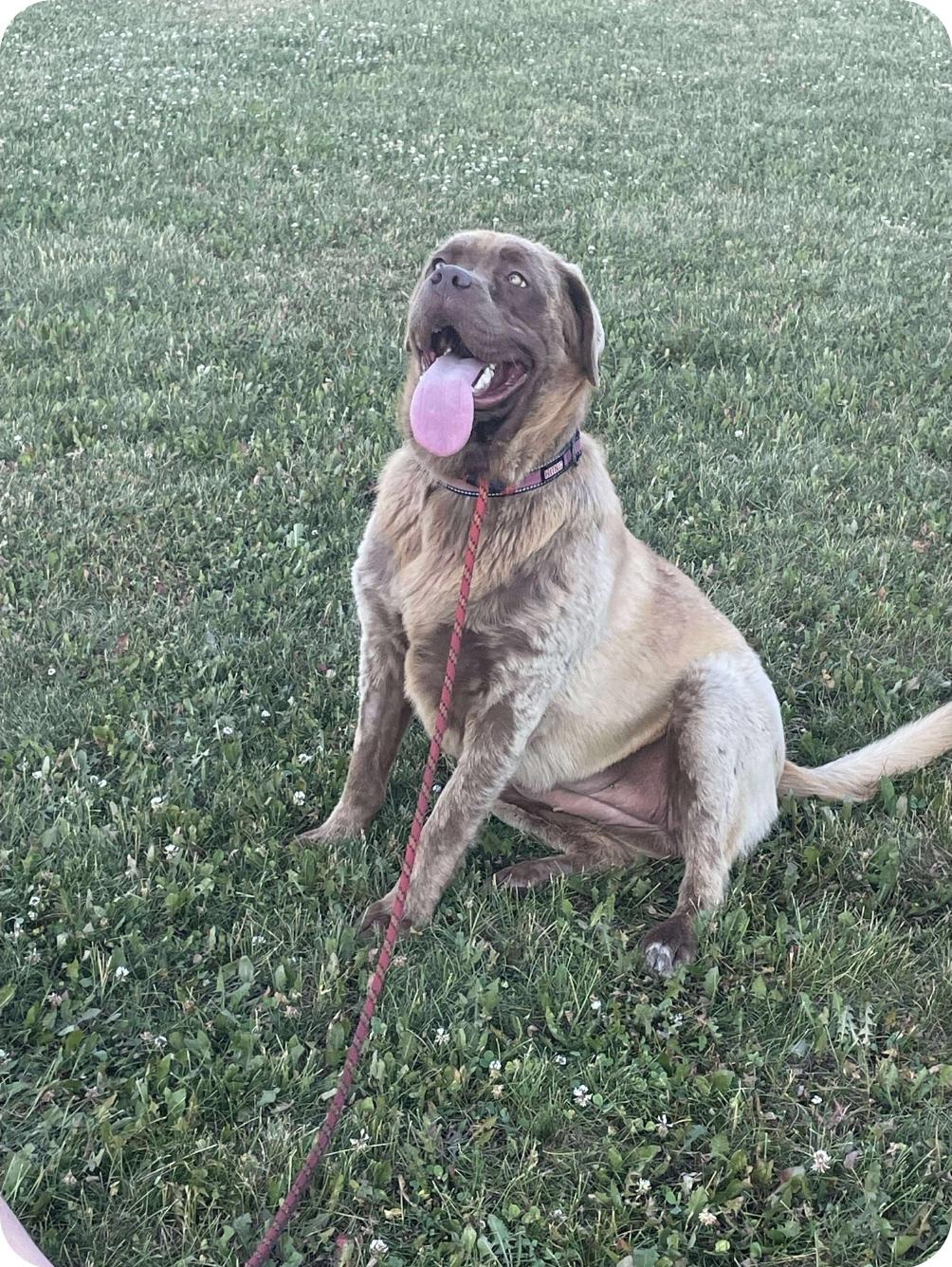 Brownie, an adoptable Mastiff, Mixed Breed in Winnipeg, MB, R3E 2Z9 | Photo Image 4