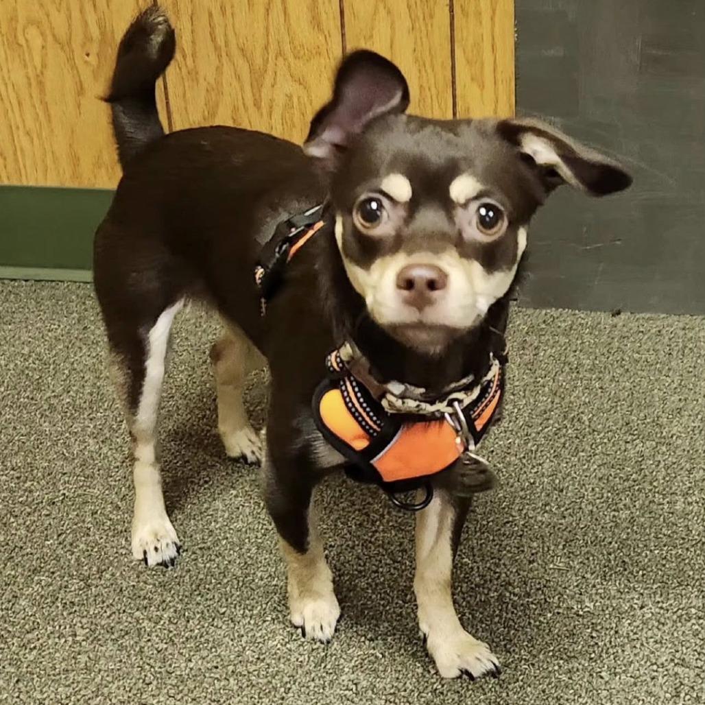 EMBER, adopted, Young Female Chihuahua.
