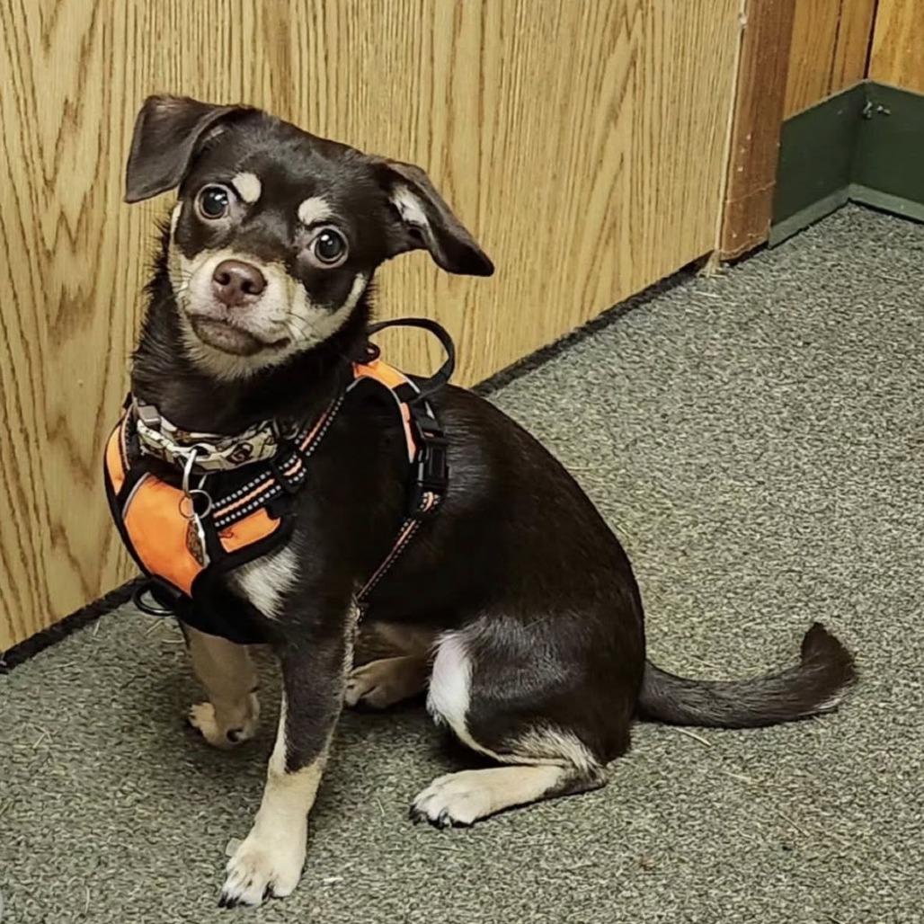 Enlarge EMBER, an adopted mixed breed in Graham, WA image 2/2