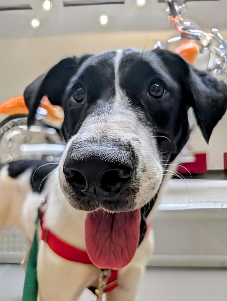 Arbys, a Adoptable mixed breed in Fort Mill, SC image 1/6