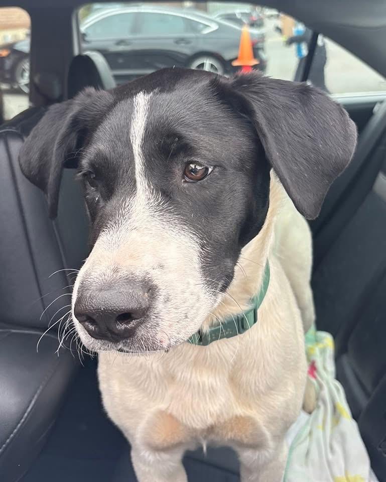 Arbys, a Adoptable mixed breed in Fort Mill, SC image 2/6