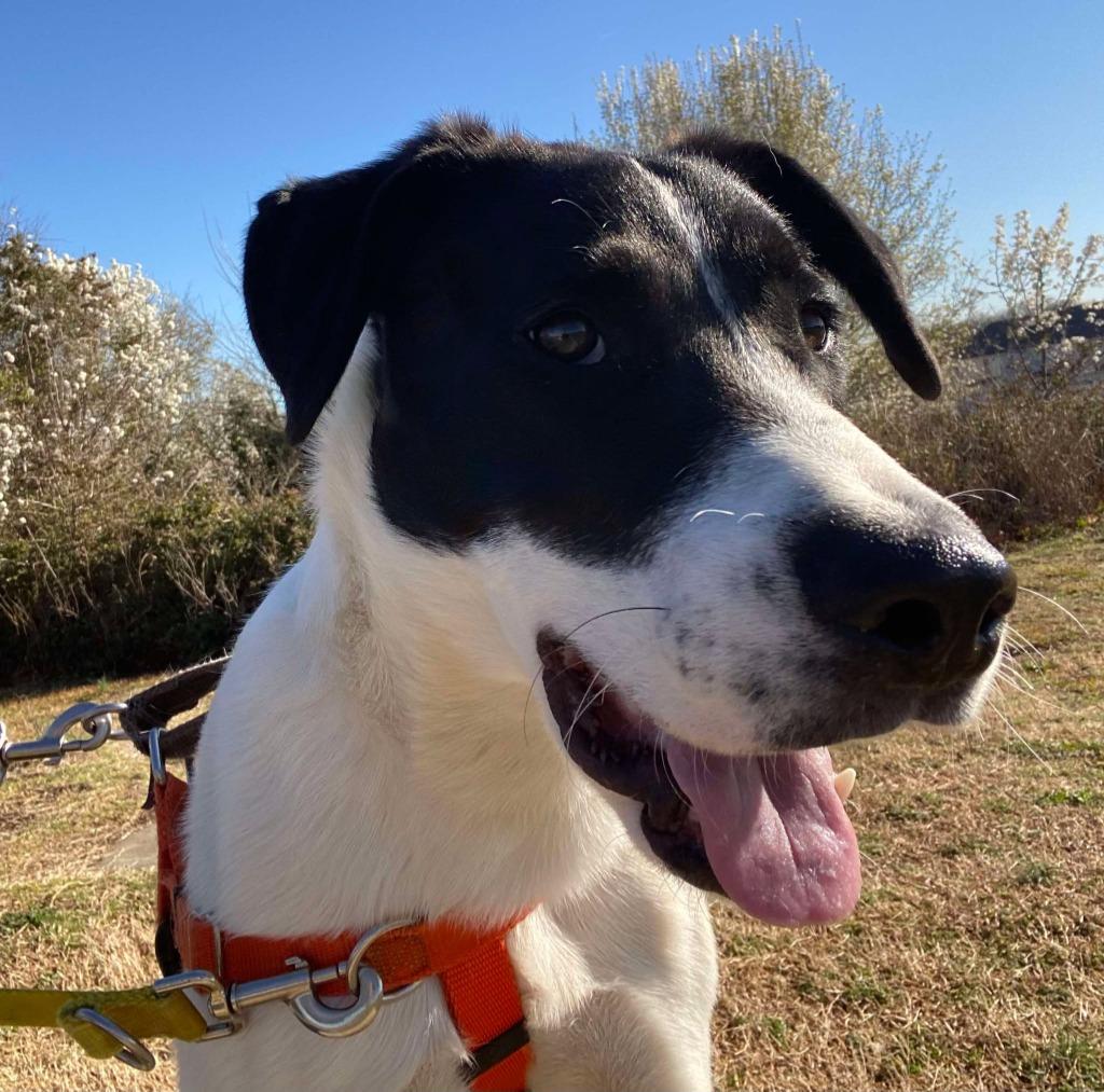 Arbys, a Adoptable mixed breed in Fort Mill, SC image 3/6