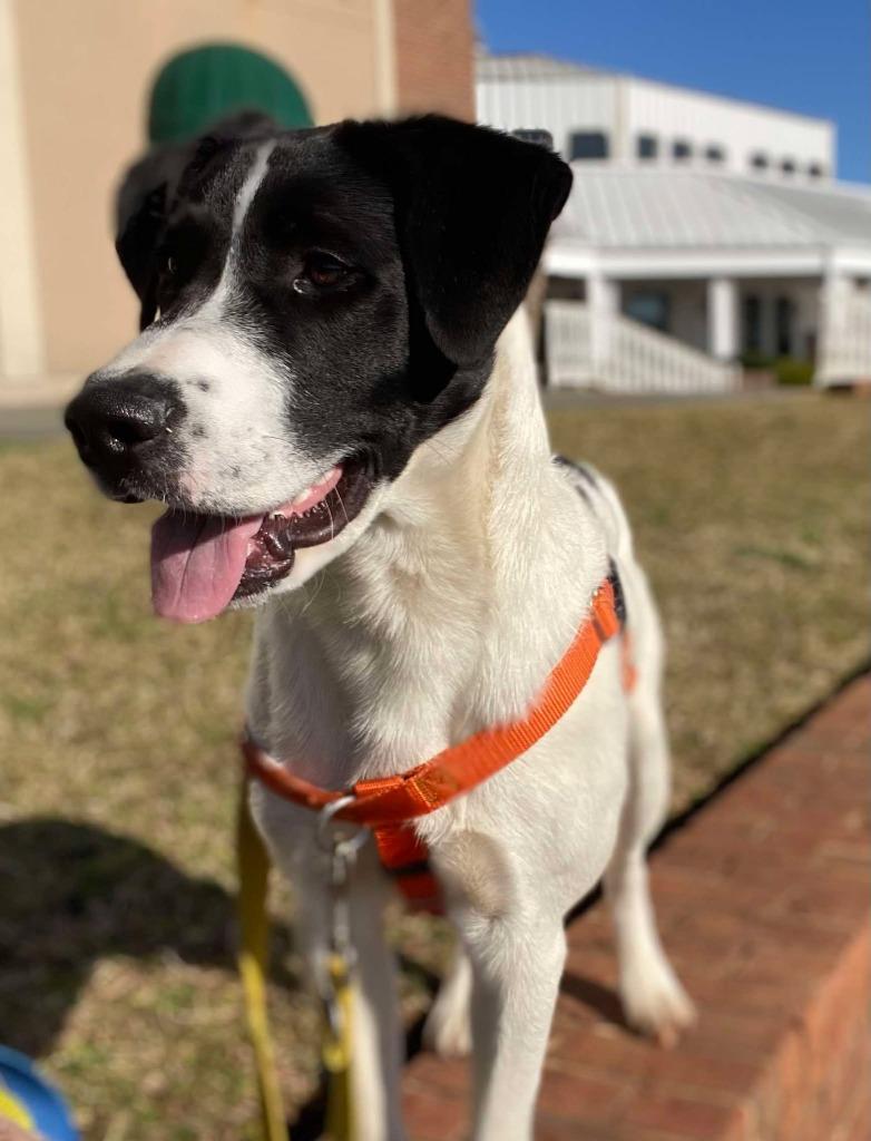 Arbys, a Adoptable mixed breed image 4/6