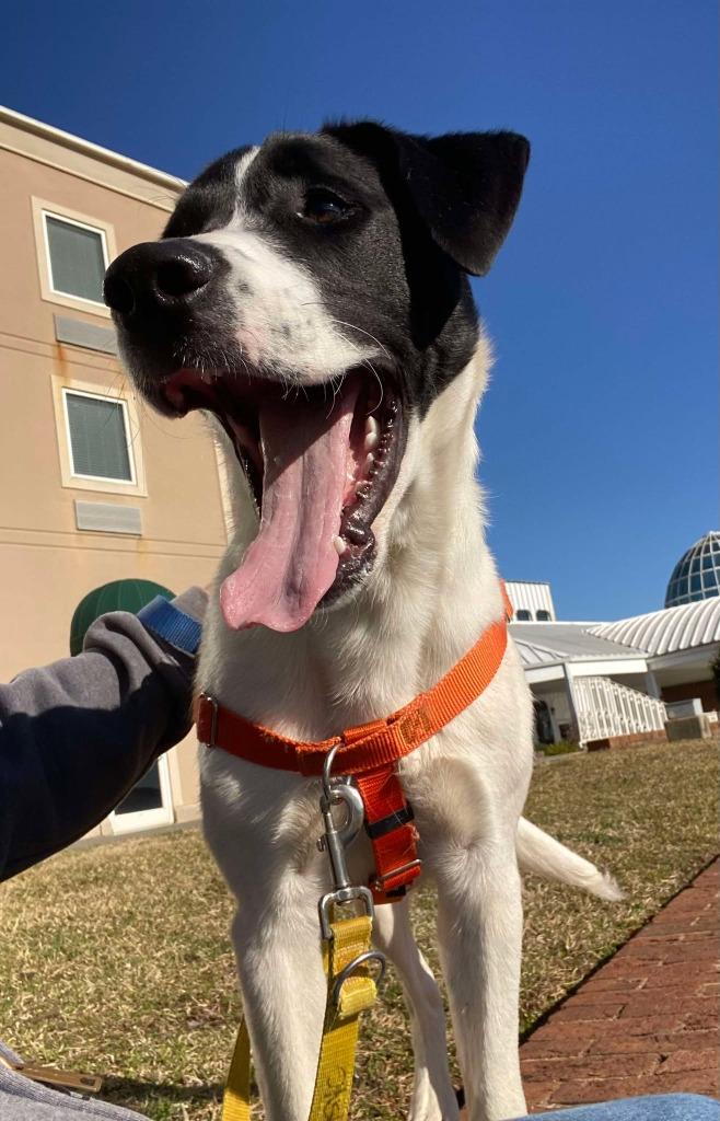 Arbys, a Adoptable mixed breed image 6/6